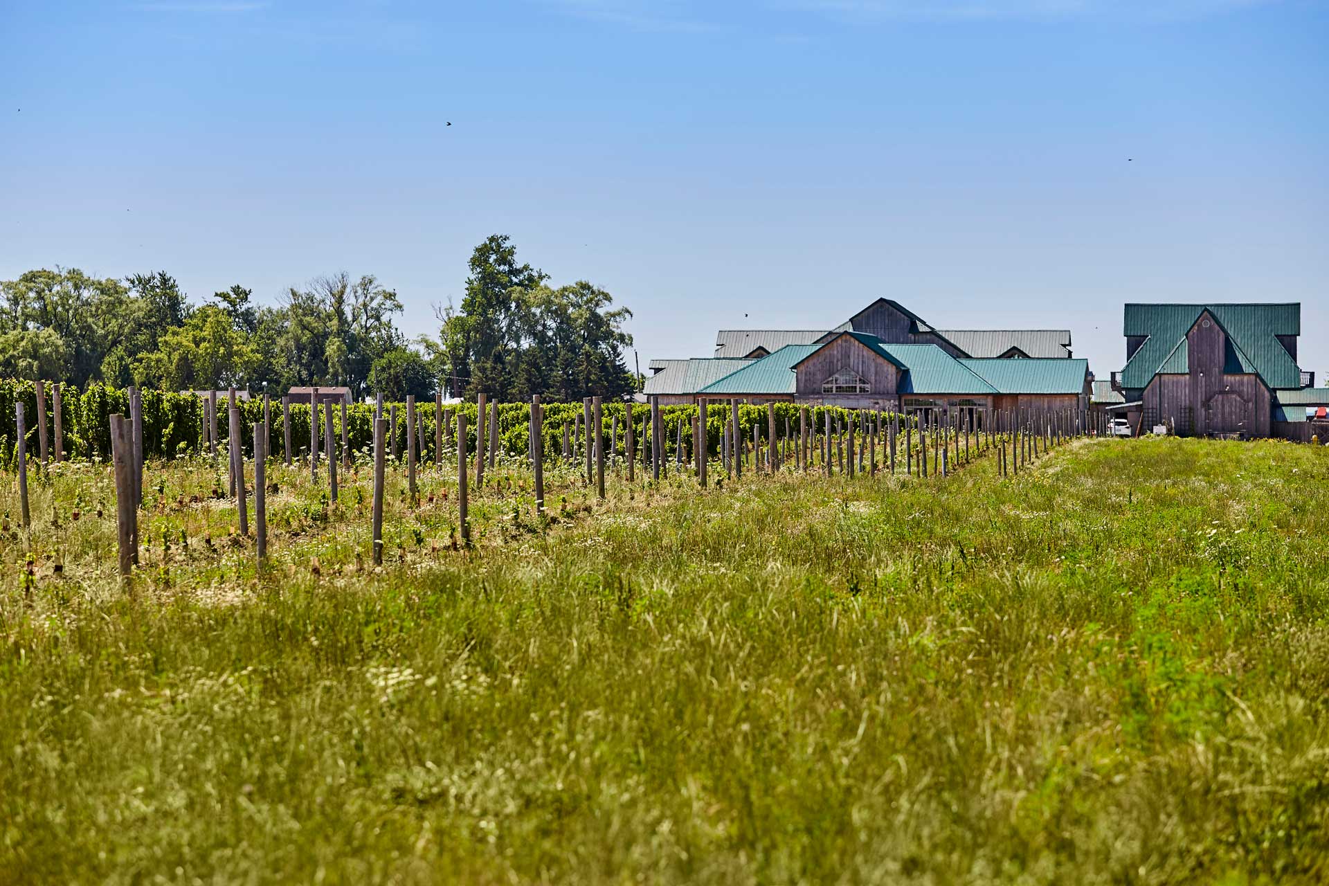 A vineyard in Amherstburg.