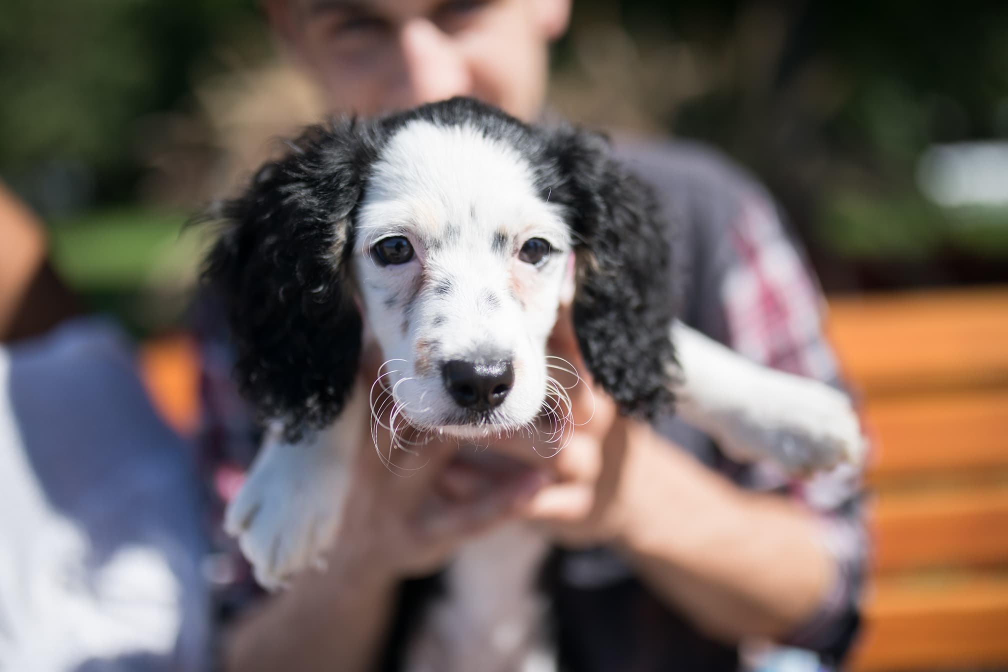 A puppy is held at the Woofa-Roo Pet Fest.