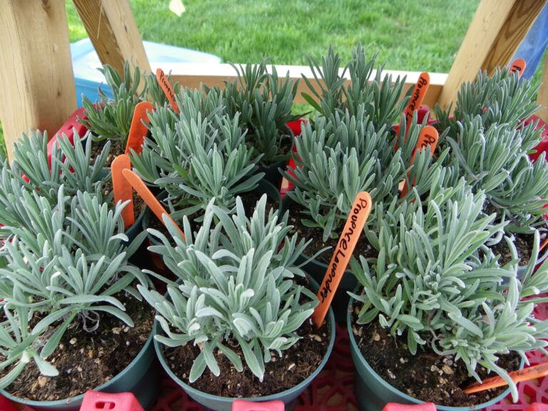 <p>Potted Provence lavender plants at a farmer's market.</p>