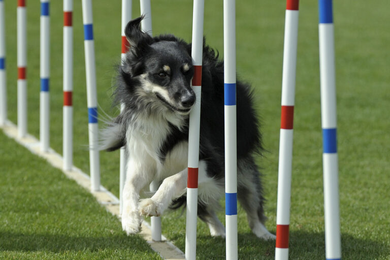 <p>Dog doing tricks running through poles</p>