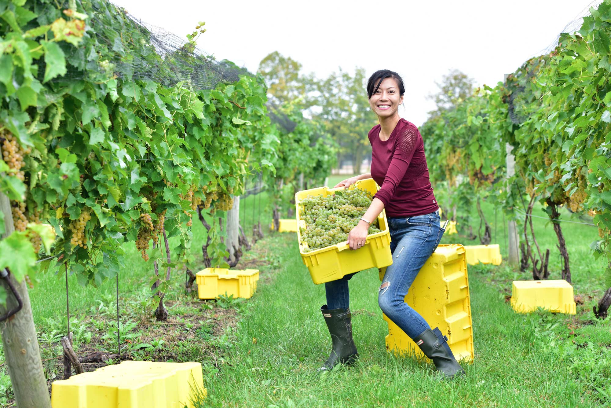A vineyard worker harvests ripe wine grapes.