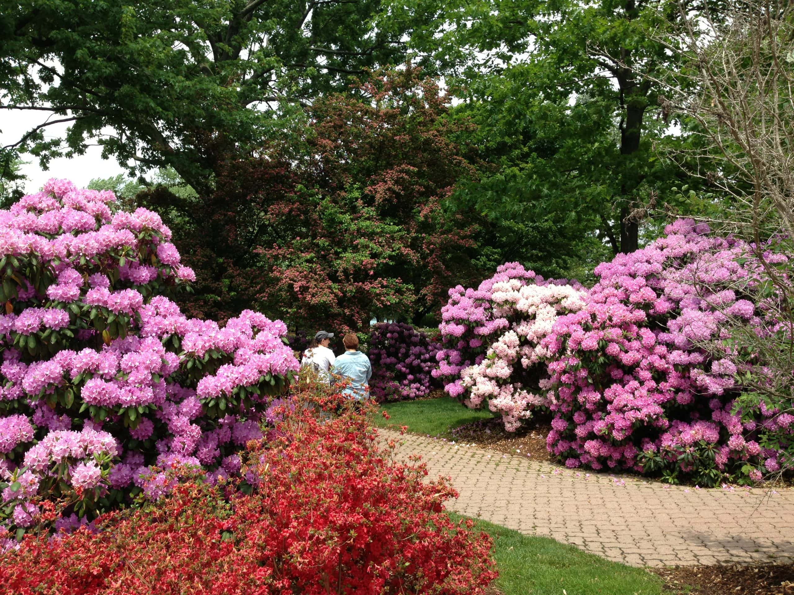 Two people walk along a path with blooming flowers in King's Navy Yard Park.