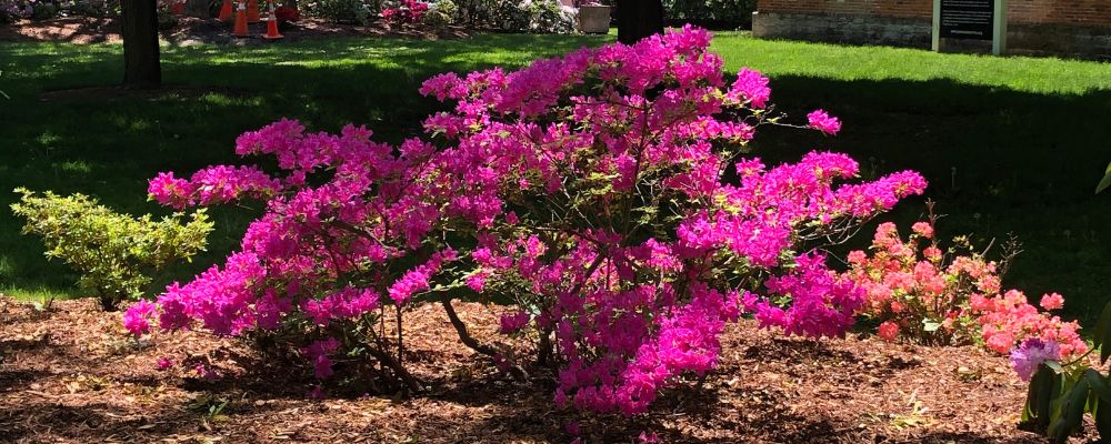 Rhodendron gardens in Kings Navy Yard Park
