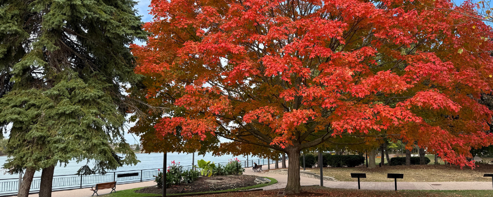 Maple tree with red leaves along the pathway in King's Navy Yard Park with the river behind