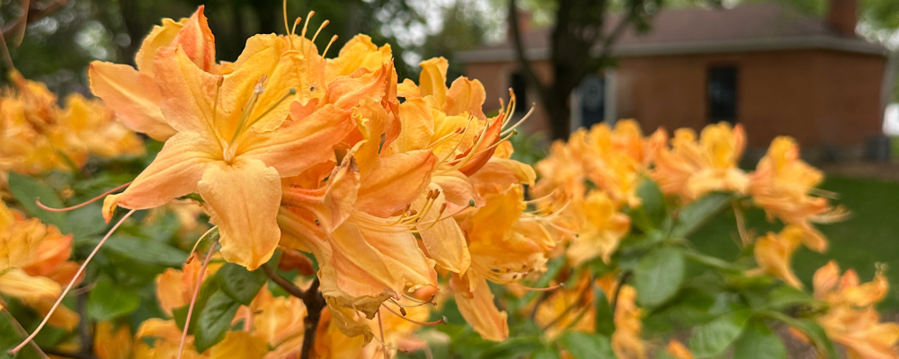Orange rhododendrons along the pathway of King's Navy Yard Park