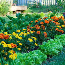 Edible Garden