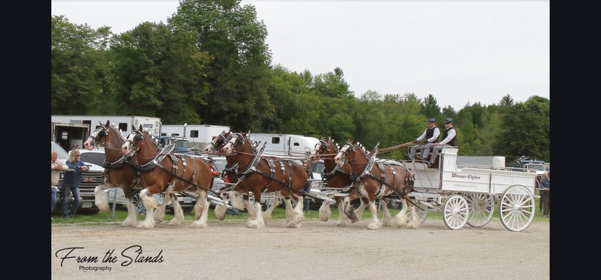 Clydesdale Horses