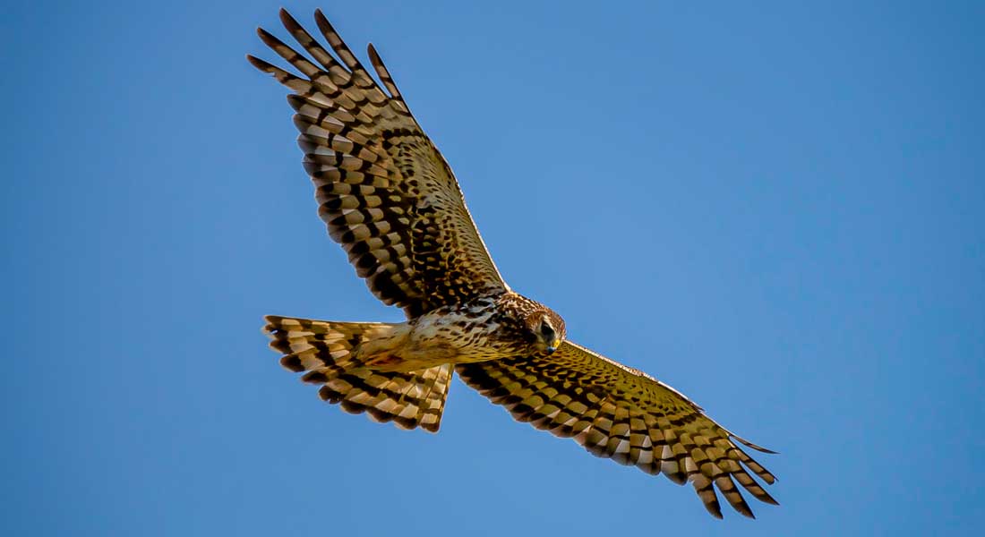 A hawk flying in the sky,