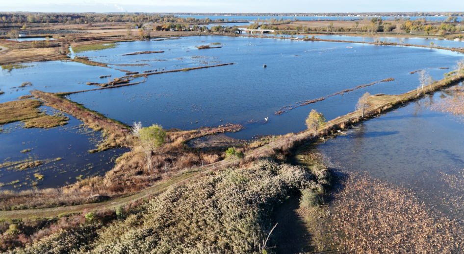 Marshland at the Collavino Conservation Area.
